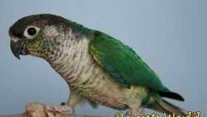 Parrier parrot: опис, карактер, цена, содржина во заробеништво
